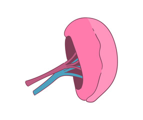 脾臓のイラスト