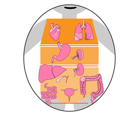 東洋医学の三焦のイメージ