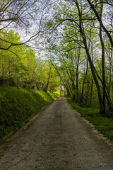 Fototapeta premium country road between trees