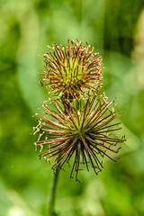 rosacea plant St. Benedict's herb