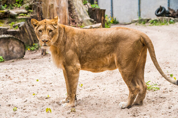 Lioness profile portrait, face of a female lion Panthera leo.