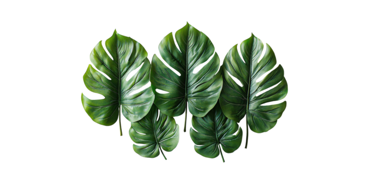 Monstera Leaves Arrangement. Tropical Foliage For Nature And Decor Themes Isolated On Transparent Background