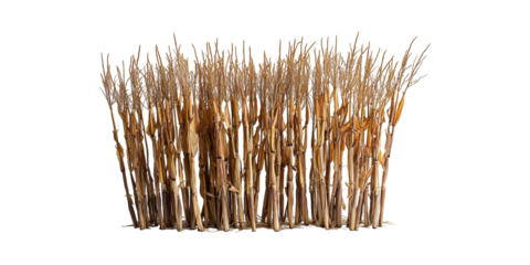 Dried Corn Stalks. Autumn Harvest And Agricultural Decor Isolated On Transparent Background