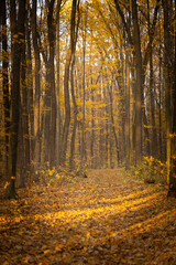 Fototapeta premium Golden Autumn Forest Path with Fallen Leaves