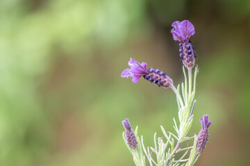 Lavender flowers in bloom, isolated and close up