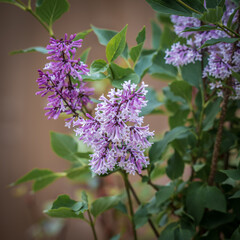Miss Kim Lilac, isolated and close up