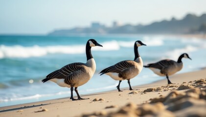 Fototapeta premium Elegant Canada geese forage on a California beach , wild geese, nature photography