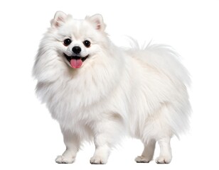 Obraz premium White Pomeranian dog