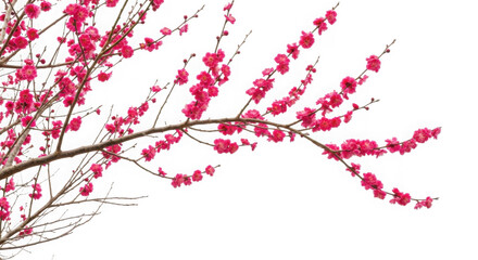 Fototapeta premium Blooming plum tree branch with pink flowers isolated on transparent background