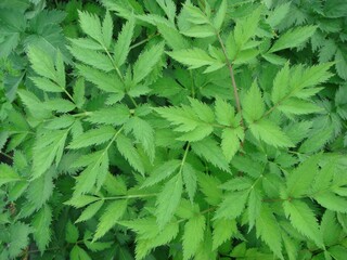 Ostericum koreanum, Namganghwal serrated green leaves of medicinal herb. Photographed in Korea.