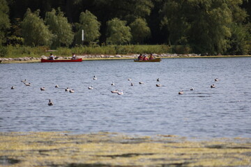 Landscape view of lake, forest, and albatross wild bird on Central Island in Toronto. The photo was taken on Central Island on August 2, 2025.