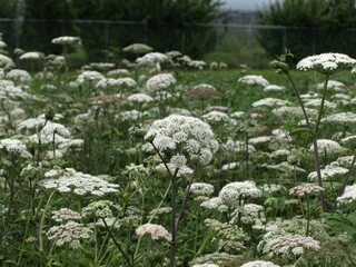 Ostericum koreanum, Namganghwal cultivated field of medicinal herbs. Photographed in Korea.