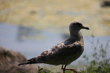 Landscape view of Albatrosses in a lake on Central Island in Toronto. The photo was taken on Central Island on August 2, 2025.