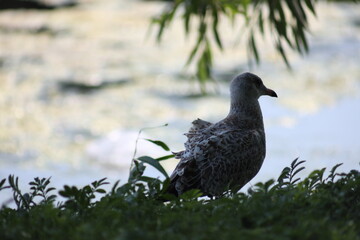 Landscape view of Albatrosses in a lake on Central Island in Toronto. The photo was taken on Central Island on August 2, 2025.