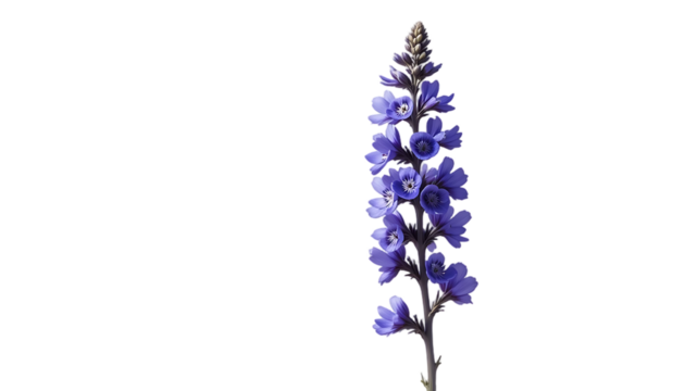 A delicate spike of vibrant purple flowers stands tall against a stark black background showcasing nature s beauty in a minimalist composition
