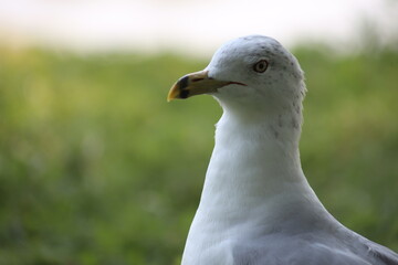Landscape view of Albatrosses in a lake on Central Island in Toronto. The photo was taken on Central Island on August 2, 2025.