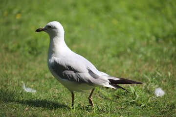 Landscape view of Albatrosses in a lake on Central Island in Toronto. The photo was taken on Central Island on August 2, 2025.