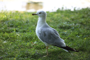 Landscape view of Albatrosses in a lake on Central Island in Toronto. The photo was taken on Central Island on August 2, 2025.