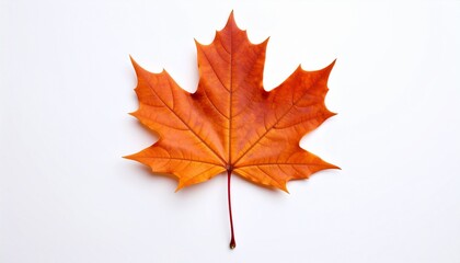 Single Orange Maple Leaf Isolated on White Background Autumn Fall.