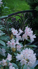 Pink rhododendron flowers in full bloom beside an iron bench in a peaceful green garden, ideal for spring or nature themes.