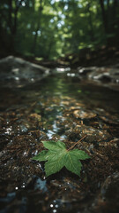 Fototapeta premium Stream leaf floating in a tranquil forest river wilderness