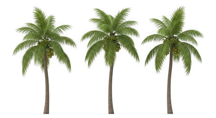 Three coconut palm trees isolated on transparent background in tropical landscape