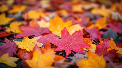 Close - up of Colorful Fall Maple Leaves on Ground