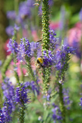 Obraz premium Bumblebee on a blooming spiked speedwell plant in summer