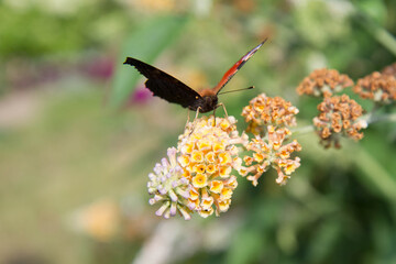 The European Peacock butterfly on buddleja davidii (summer lilac) flowers