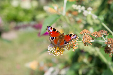 The European Peacock butterfly on buddleja davidii (summer lilac) flowers