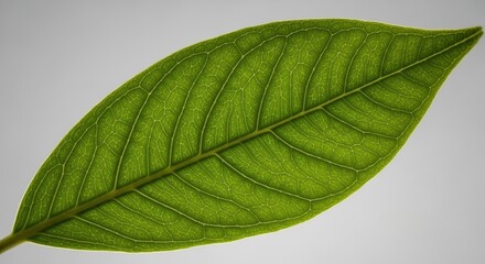 Obraz premium Leaf venation detail showcasing intricate patterns against a bright diffused background bringing