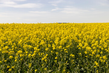 Obraz premium threads for creativity, artificial threads dyed red for decorative work and creative work of artisans