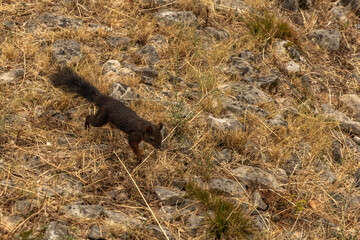 Black squirrel looking for water and food, squirrel near the house