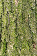  Close-Up of Rough Tree Bark with Moss and Natural Texture