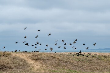flock of starlings taking off from pebbles on a beach