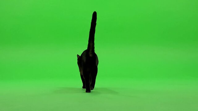 Sleek black cat struts confidently across vibrant green screen, perfect for animation and effects, adding playful charm to your project