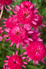 Double pink Coneflowers (Echinacea) blooming in a garden