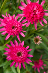 Double pink Coneflowers (Echinacea) blooming in a garden