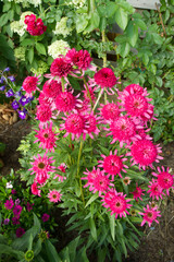 Double pink Coneflowers (Echinacea) blooming in a garden