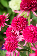 Double pink Coneflowers (Echinacea) blooming in a garden