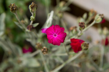 The rose campion (Silene coronaria) plant blooming
