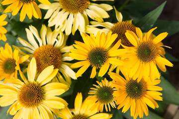 Echinacea blooming in a garden