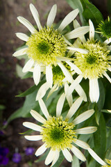 Echinacea blooming in a garden