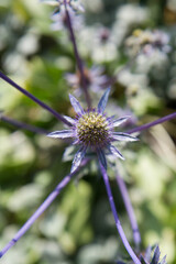 The Eryngium (sea holly) plant in the summer