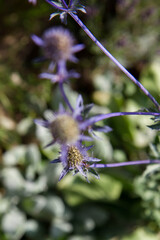 The Eryngium (sea holly) plant in the summer