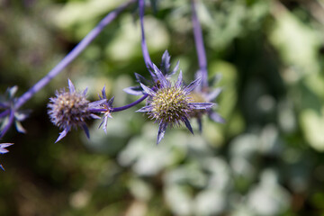 The Eryngium (sea holly) plant in the summer