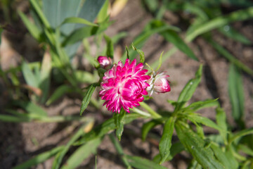 The strawflower (Helichrysum) plant blooming in a garden