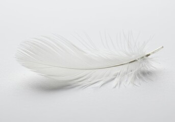 Obraz premium White feather isolated on white background soft 