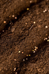 a plot of land mixed with peat in which radish seeds are planted