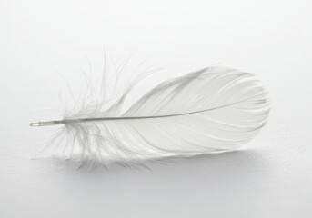 Obraz premium White feather isolated on black background soft and delicate plume